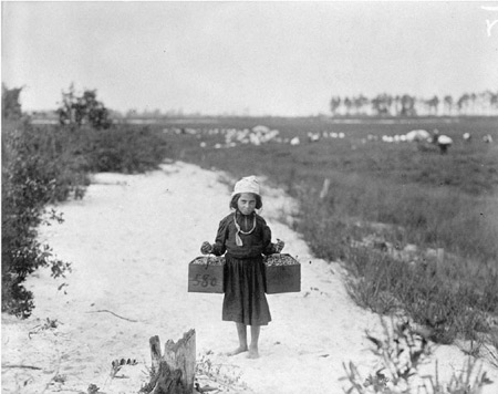 cranberry-picking